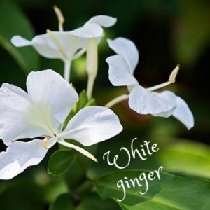 White ginger(ホワイトジンジャー花）